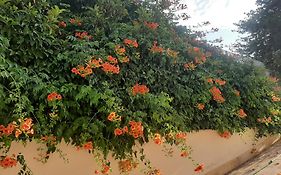 The Orange Groove