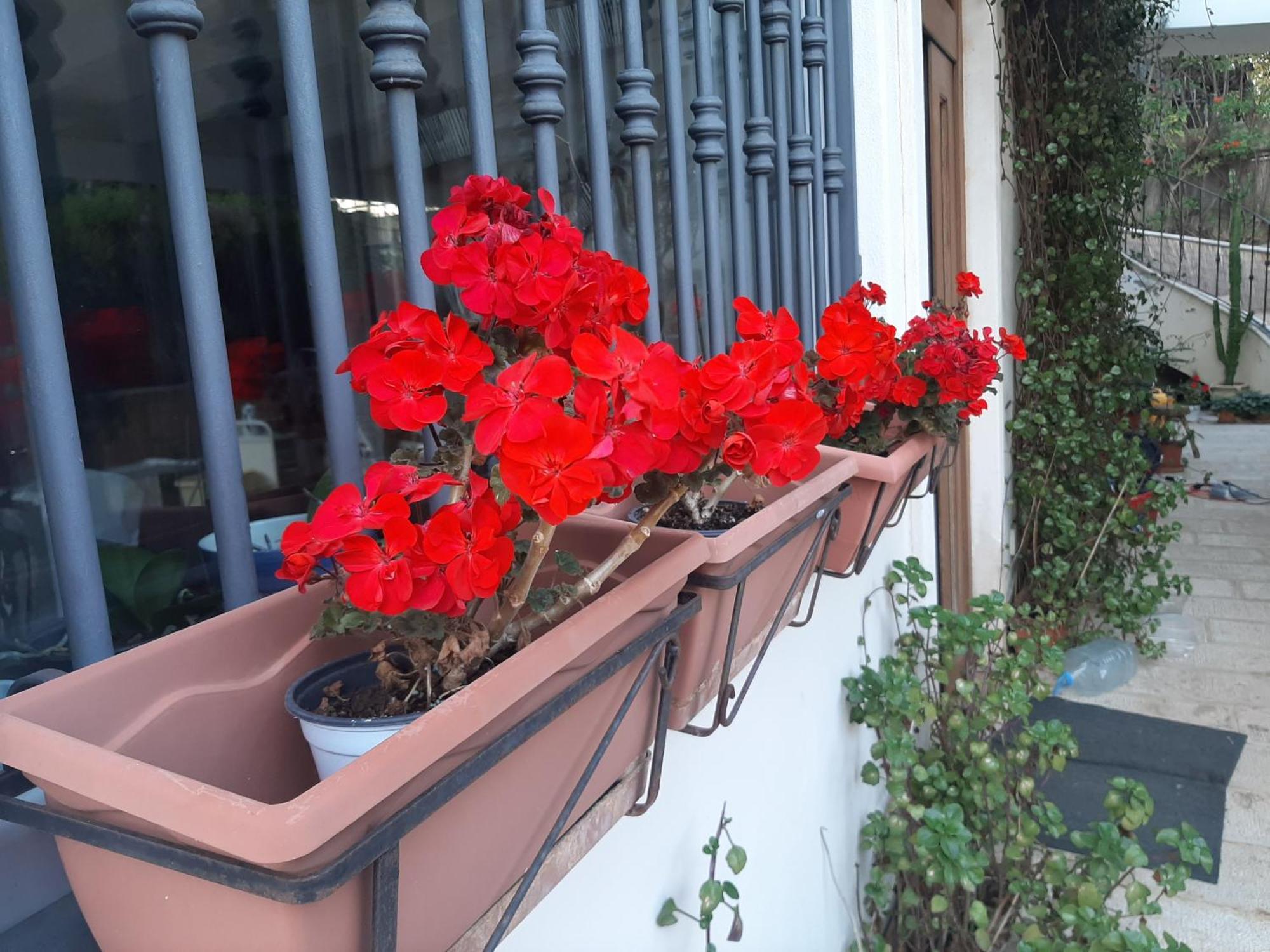 The Orange Groove Bed & Breakfast Bari Exterior photo
