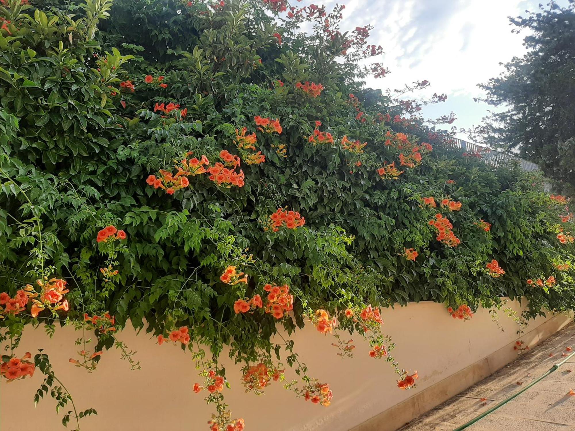 The Orange Groove Bed & Breakfast Bari Exterior photo